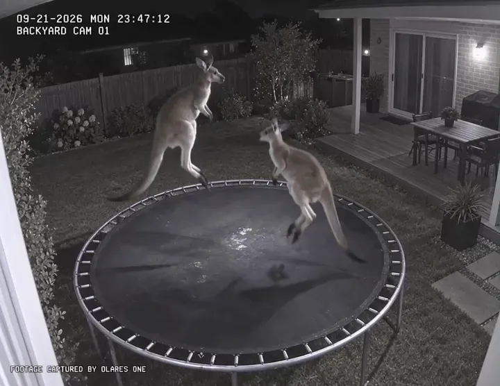 Kangaroos on a backyard trampoline